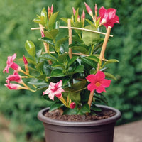 Mandevilla Fairy Floss - Ladybird Nursery