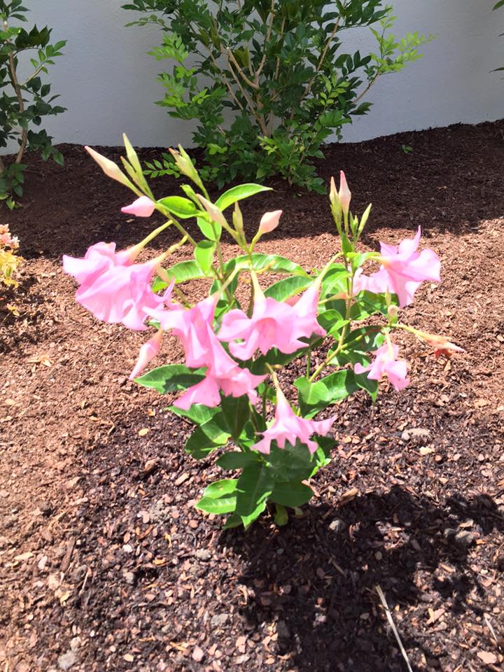 Mandevilla Fairy Floss - Ladybird Nursery