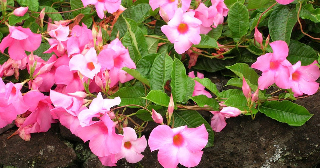 Mandevilla Fairy Floss - Ladybird Nursery