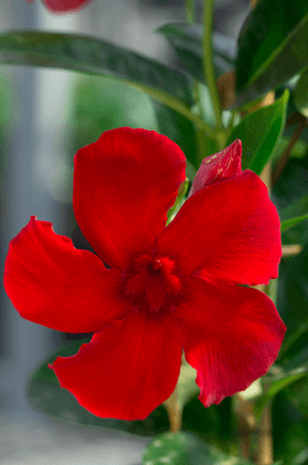 Mandevilla Firestorm - Ladybird Nursery