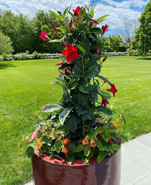 Mandevilla Firestorm - Ladybird Nursery