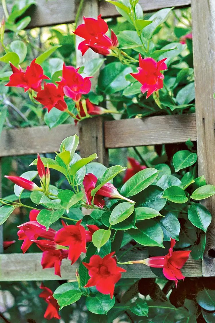 Mandevilla Firestorm - Ladybird Nursery