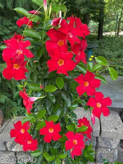 Mandevilla Firestorm - Ladybird Nursery