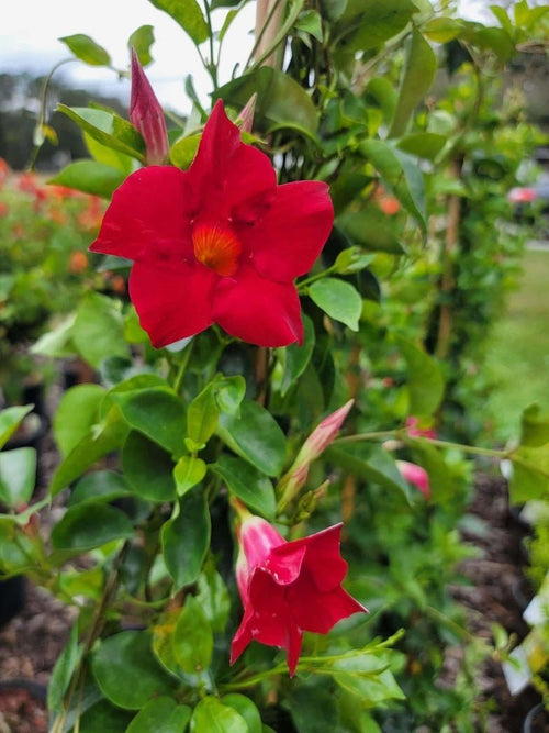 Mandevilla Firestorm - Ladybird Nursery