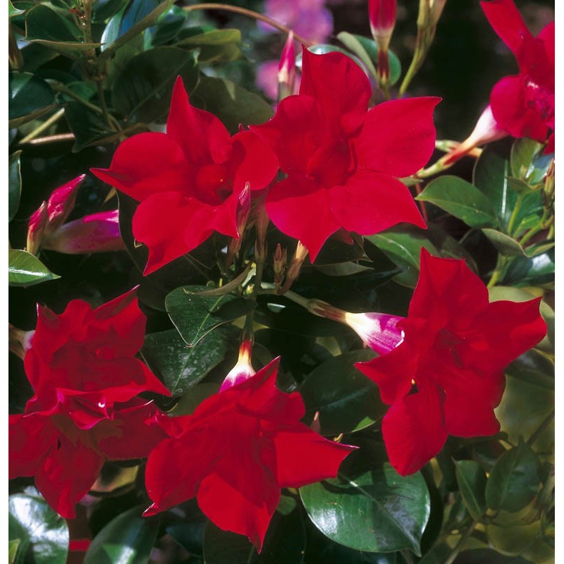 Mandevilla Guinevere (Dipladenia sanderi)