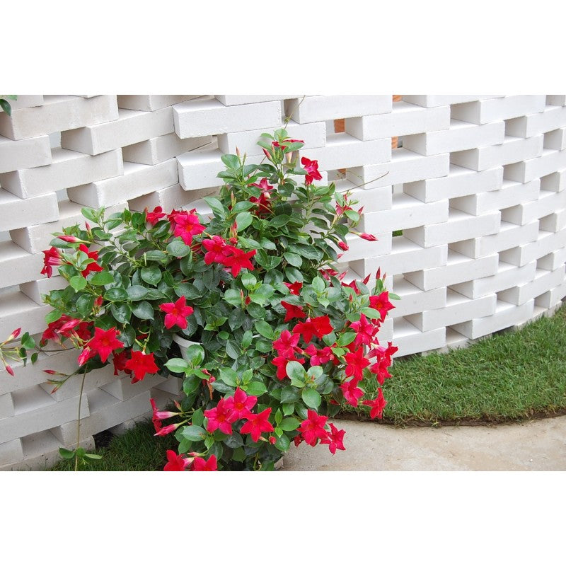 Mandevilla Guinevere (Dipladenia sanderi)