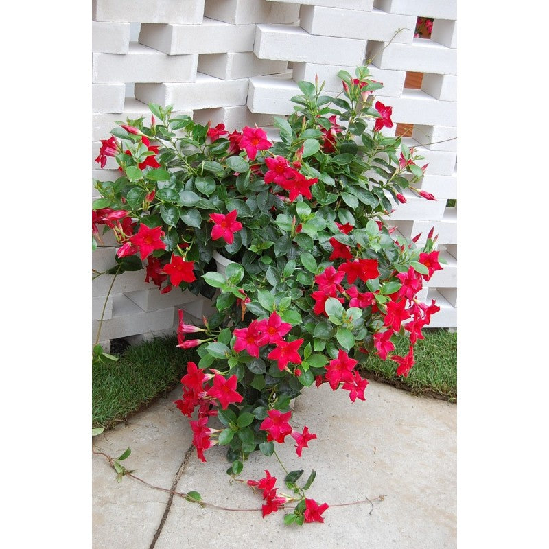 Mandevilla Guinevere (Dipladenia sanderi)