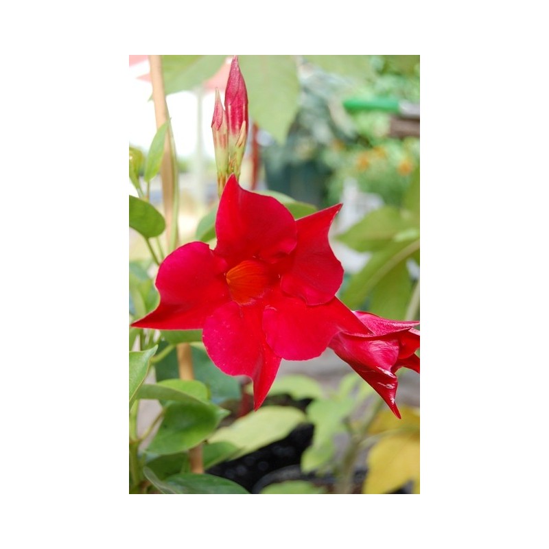 Mandevilla Guinevere (Dipladenia sanderi)