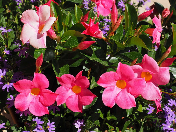 Mandevilla Illusions Applaeblossom