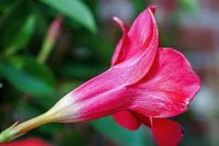 Mandevilla Illusions Appleblossom - Ladybird Nursery