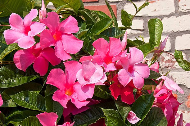 Mandevilla Illusions Appleblossom - Ladybird Nursery