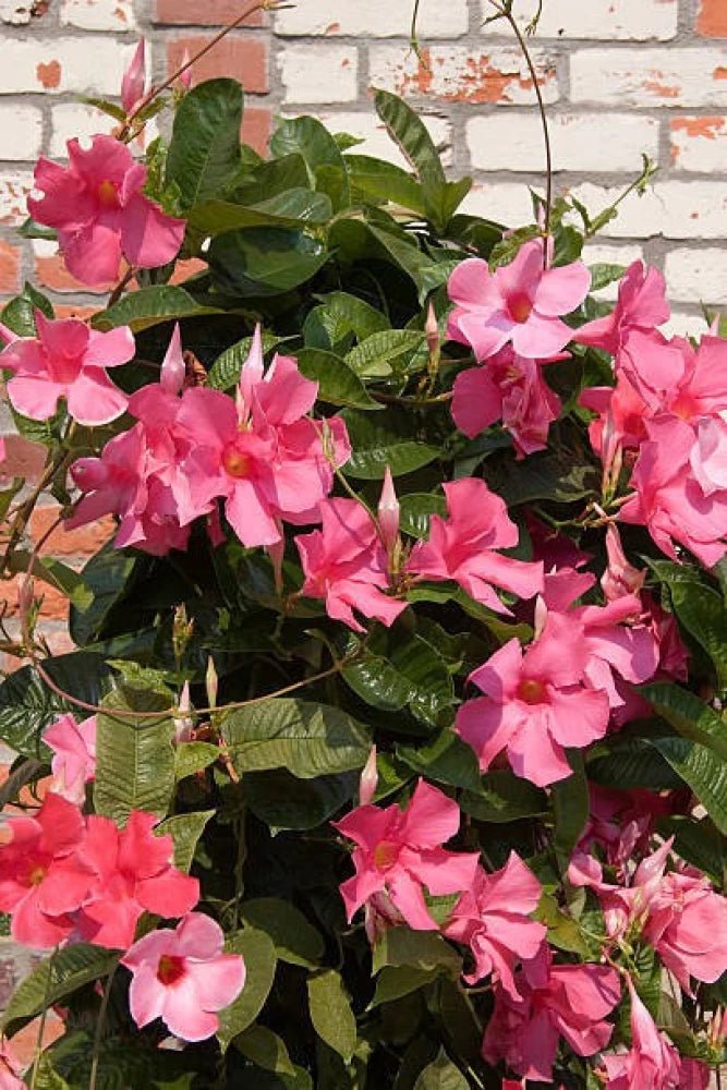 Mandevilla Illusions Appleblossom - Ladybird Nursery