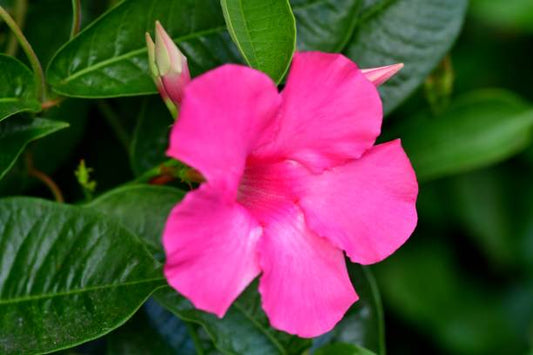 Mandevilla Illusions Pink