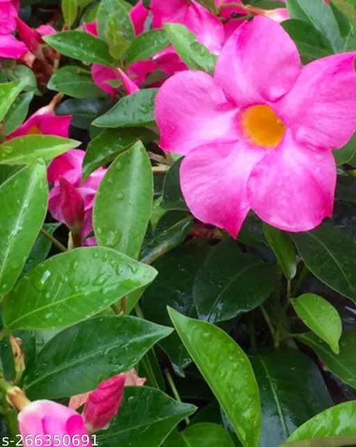 Mandevilla Illusions Pink