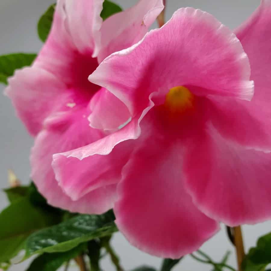 Mandevilla Illusions Pink