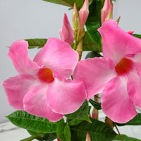 Mandevilla Illusions Pink