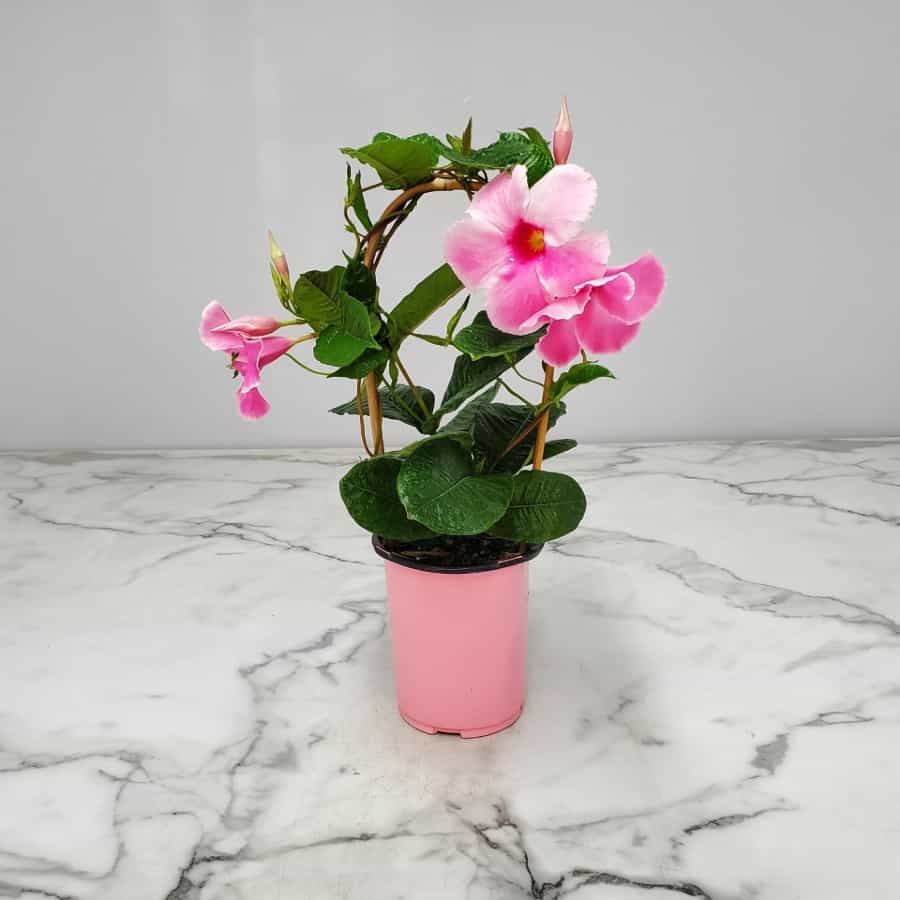 Mandevilla Illusions Pink