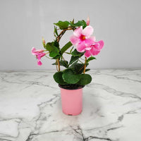 Mandevilla Illusions Pink