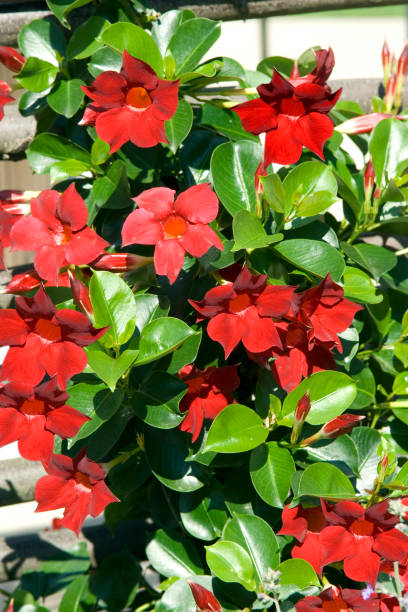 Mandevilla Illusions Red