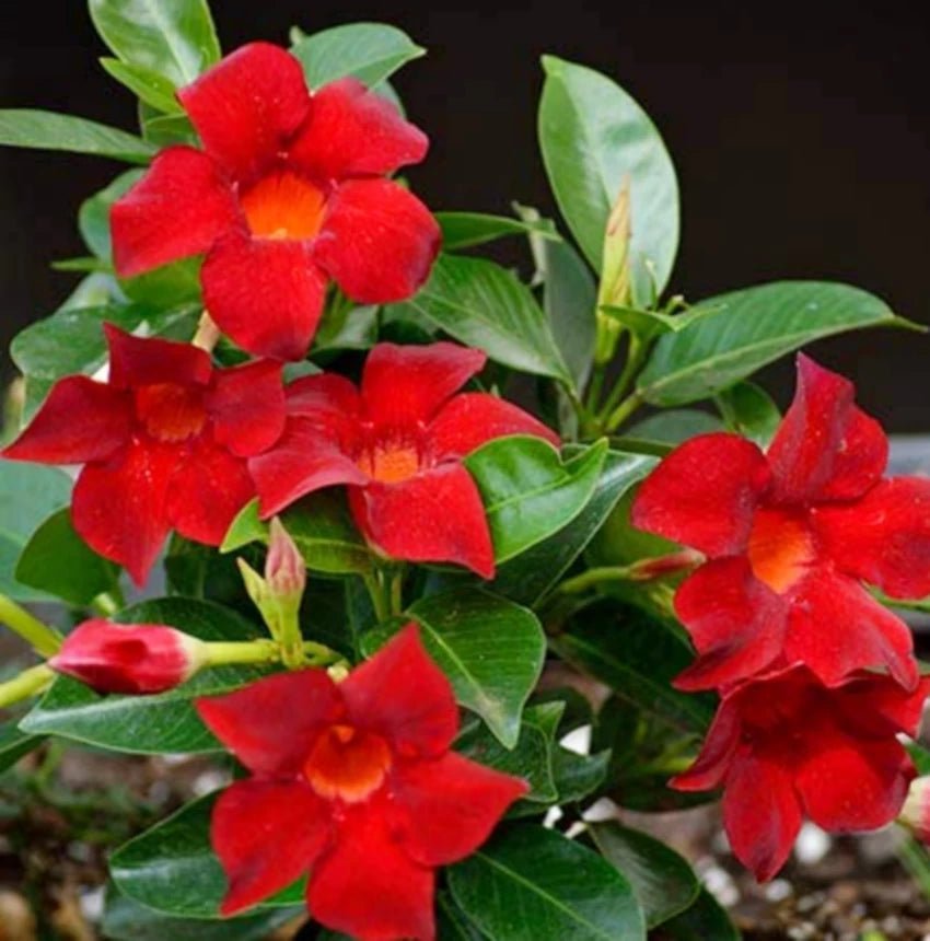 Mandevilla Illusions Red - Ladybird Nursery