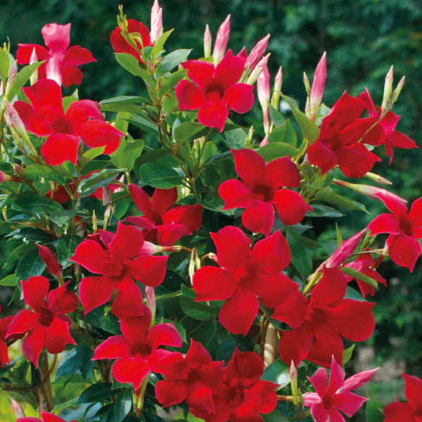 Mandevilla Illusions Red