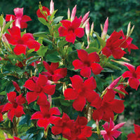 Mandevilla Illusions Red