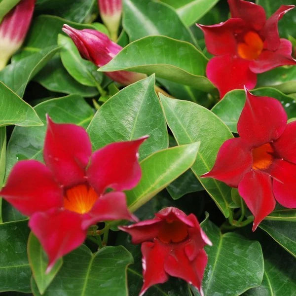 Mandevilla Illusions Red