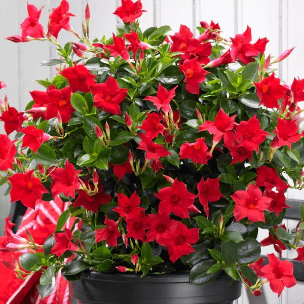 Mandevilla Illusions Red - Ladybird Nursery