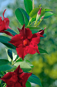 Mandevilla Illusions Rose