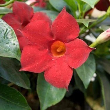Mandevilla Illusions Rose - Ladybird Nursery