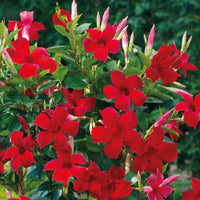 Mandevilla Illusions Rose - Ladybird Nursery