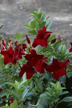 Mandevilla Illusions Rose