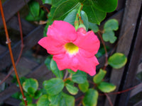Mandevilla Illusions Scarlet