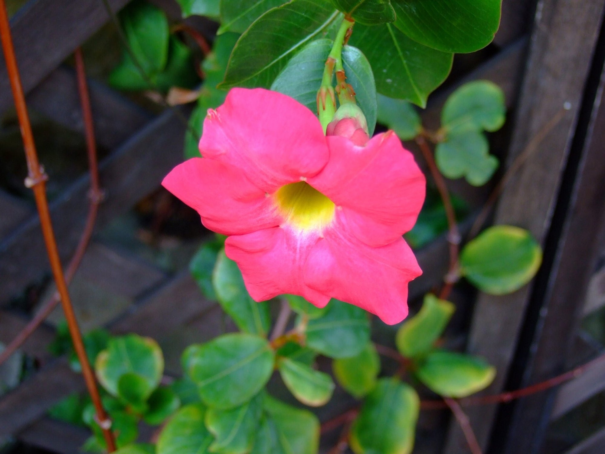 Mandevilla Illusions Scarlet - Ladybird Nursery