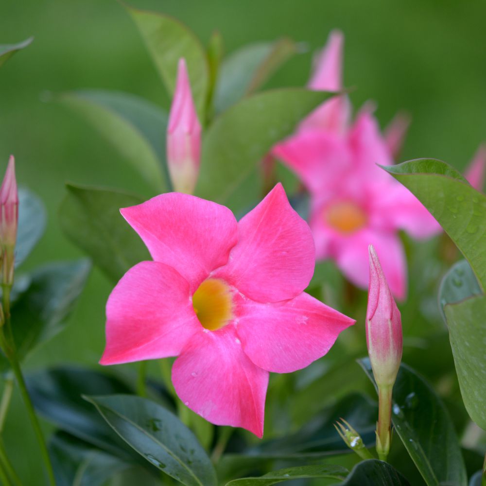 Mandevilla Illusions Scarlet - Ladybird Nursery