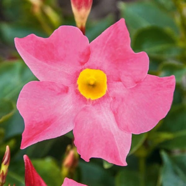 Mandevilla Illusions Scarlet - Ladybird Nursery