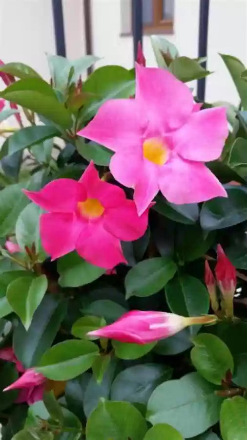 Mandevilla Illusions Scarlet