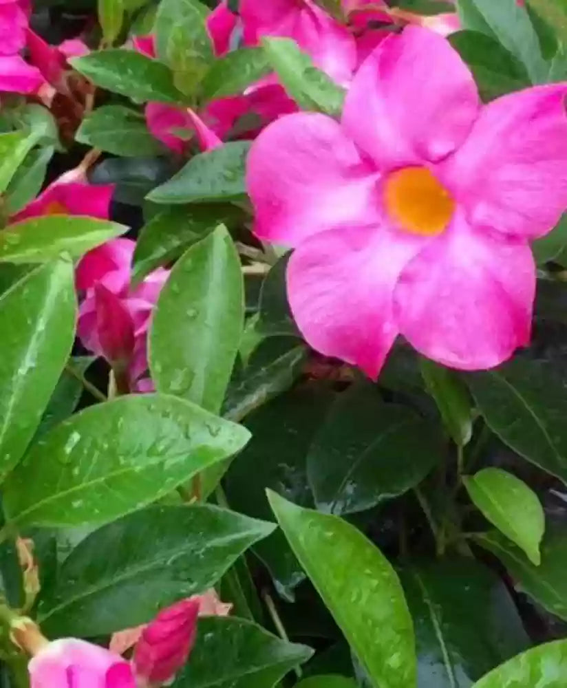 Mandevilla Illusions Scarlet