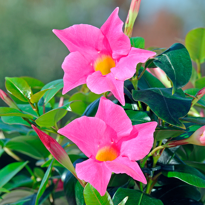 Mandevilla 'Illusions Pink' - Ladybird Nursery