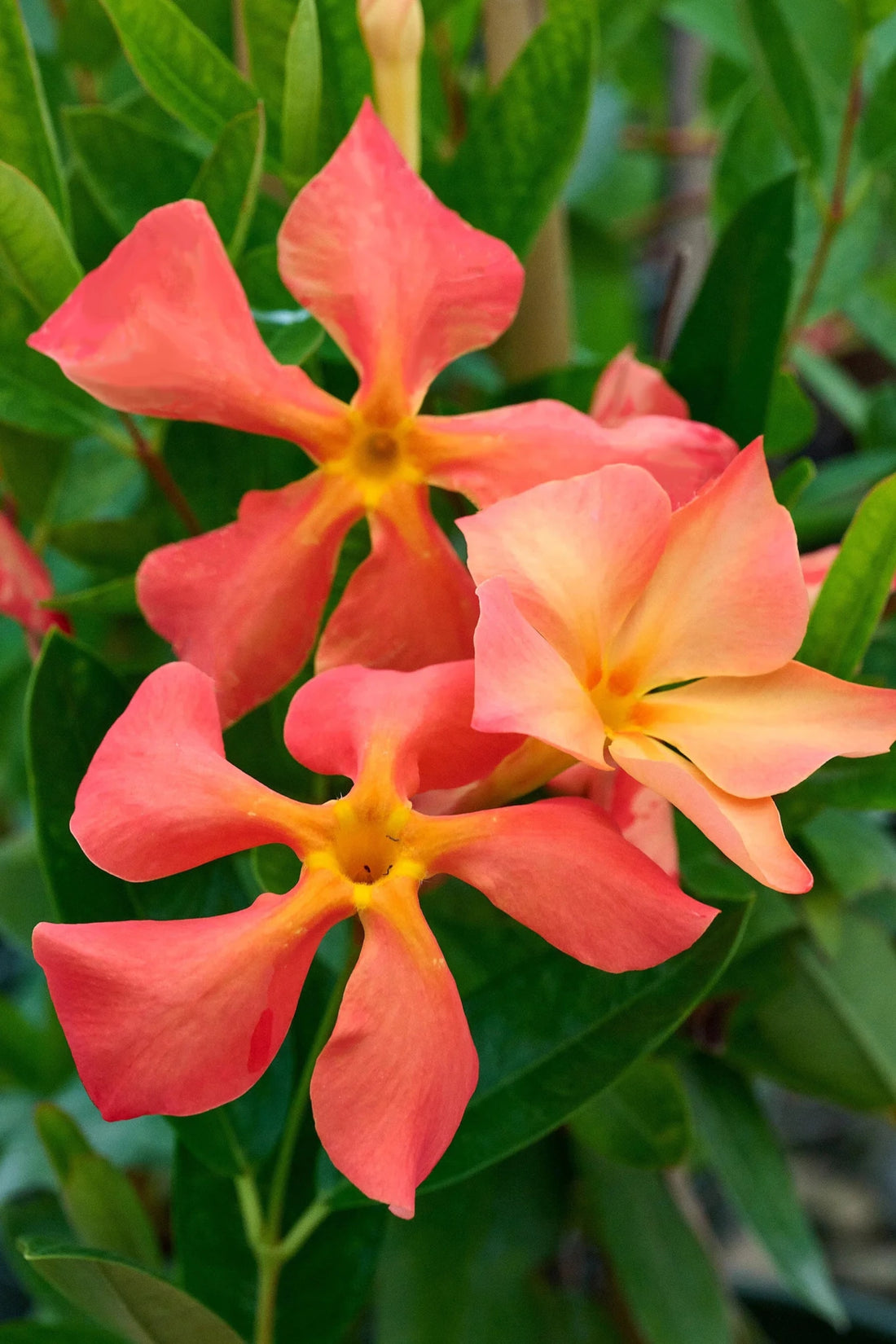 Mandevilla ‘Sun Parasol Up Orange' - Ladybird Nursery