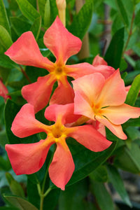 Mandevilla ‘Sun Parasol Up Orange' - Ladybird Nursery