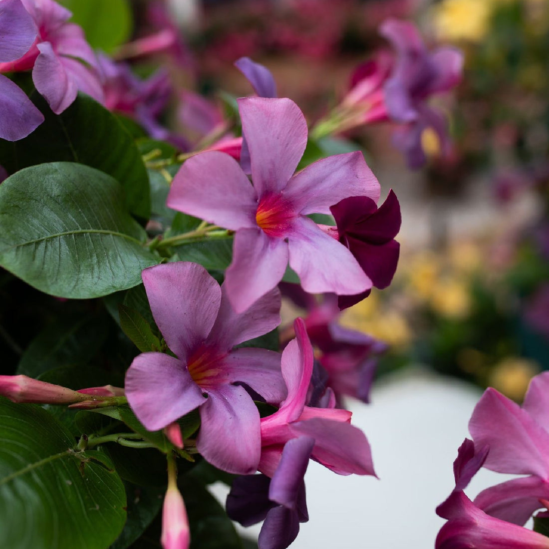Mandevilla ‘Sun Parasol Blue'