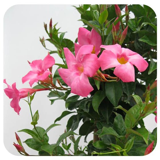 Bougainvillea Mahatma Ghandi (Bougainvillea glabra) - Ladybird Nursery