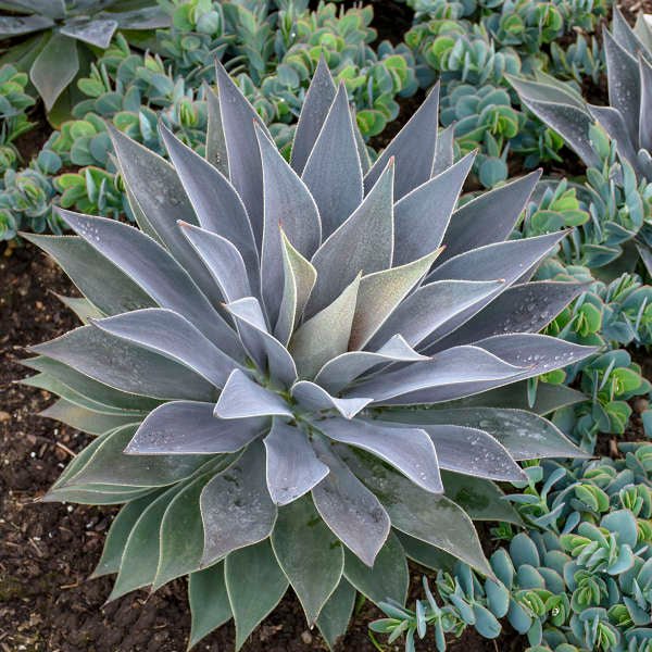 Mangave Lavender Lady - Ladybird Nursery