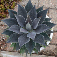 Mangave Lavender Lady - Ladybird Nursery