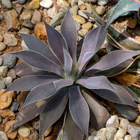 Mangave Lavender Lady