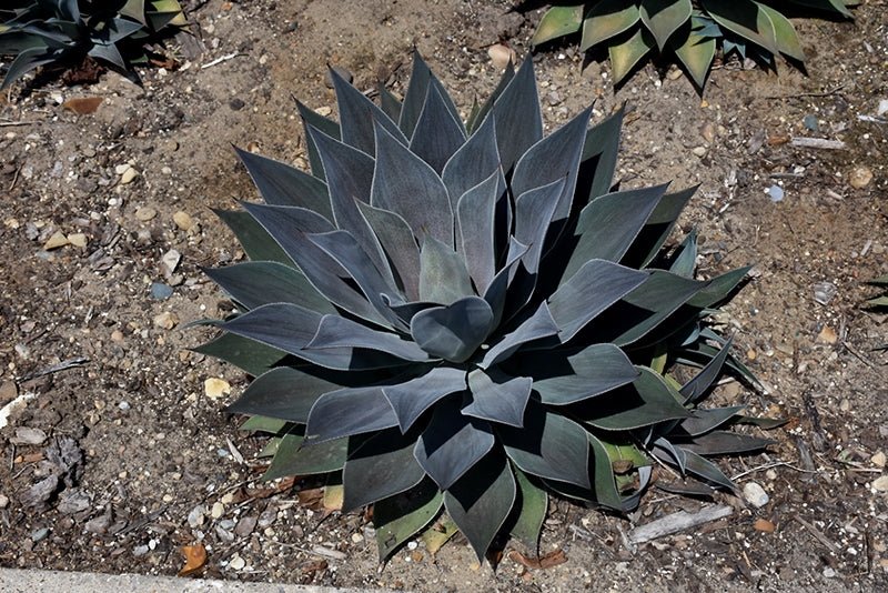 Mangave Lavender Lady - Ladybird Nursery
