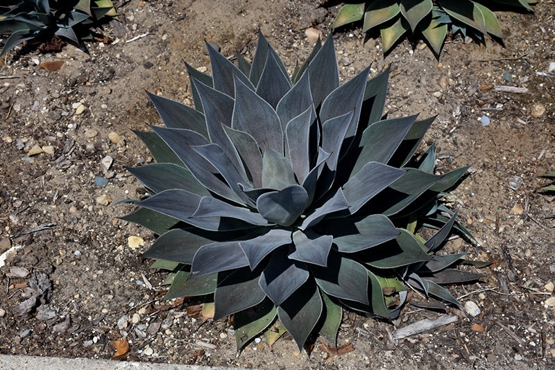 Mangave Lavender Lady