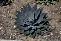 Mangave Lavender Lady