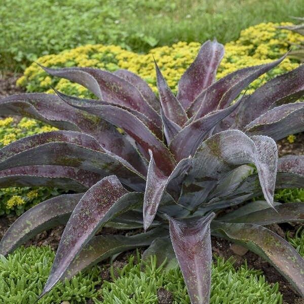 Mangave Mission to Mars